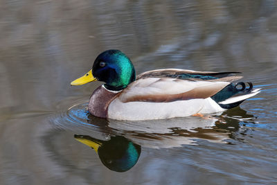 Duck swimming in a lake