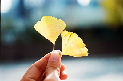 Close-up of hand holding yellow leaf