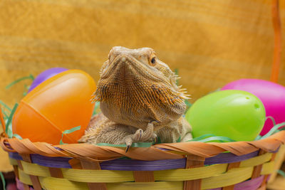 Close-up of multi colored easter eggs