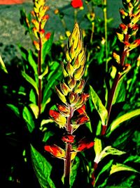 Close-up of red flowers