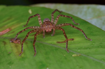 Close-up of spider on leaf