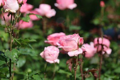 Close-up of pink roses