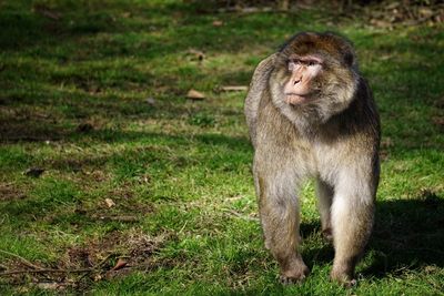 Close-up of sheep on field