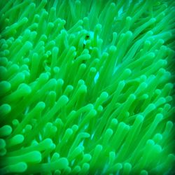 Full frame shot of jellyfish in sea