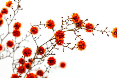 Low angle view of pink flowers against clear sky