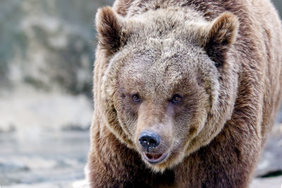 Close-up portrait of bear