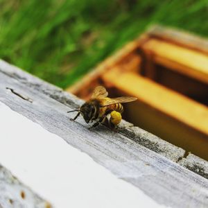 High angle view of bee on wood