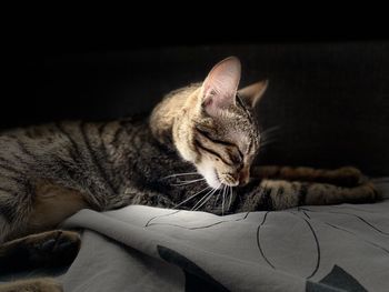 Close-up of a cat lying on bed