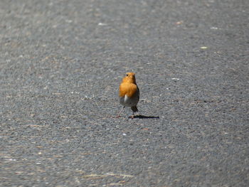 High angle view of squirrel on road