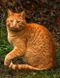 Cat sitting in a field