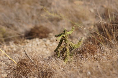 Close-up of grass on field