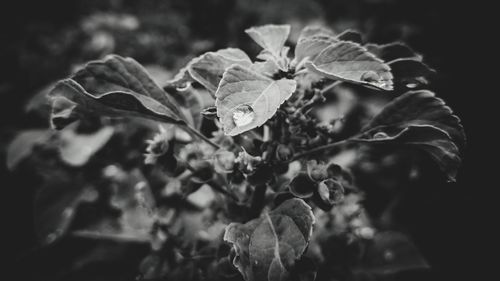 Close-up of flowering plant leaves