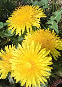 Close-up of yellow flower blooming outdoors