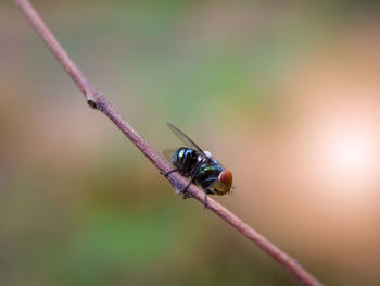 Close-up of insect on twig