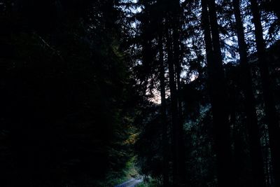 Low angle view of silhouette trees in forest