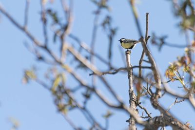 Low angle view of bird on branch against sky