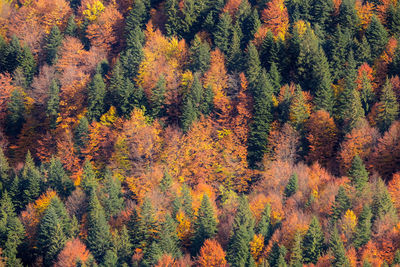 High angle view of trees in forest