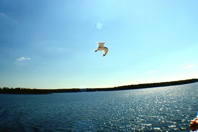 Bird flying over sea against sky