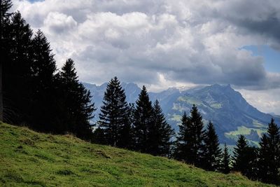 Scenic view of pine trees against sky