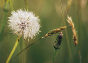 Close-up of insect on flower