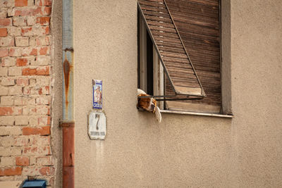 View of a dog on wall