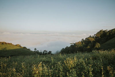 Scenic view of trees on field against sky