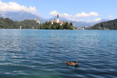 View of duck swimming in lake