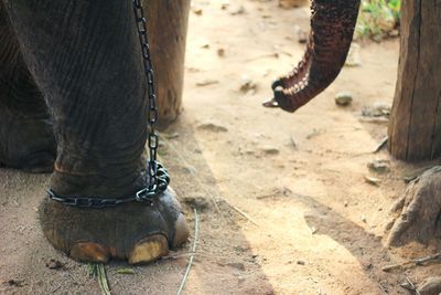 Low section of elephant tied up with chain