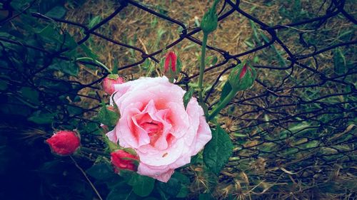 Close-up of pink flower