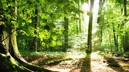 Trees growing in park