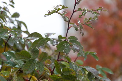 Close-up of wet plant leaves during rainy season