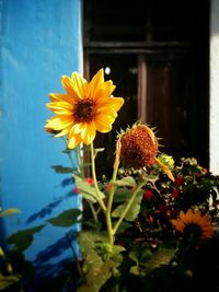 Close-up of yellow flower