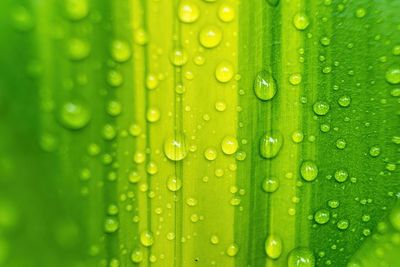 Macro shot of wet green leaves during rainy season