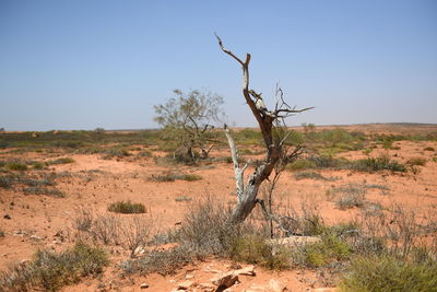 Bare tree on field against clear sky