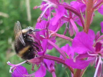 Close-up of bee on pink flowers