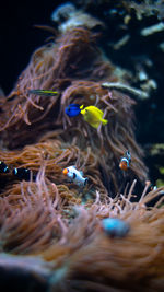 Close-up of fish swimming in sea