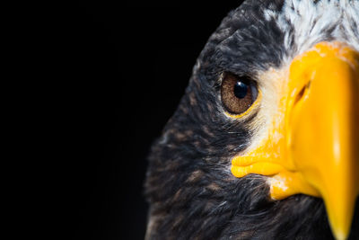 Close-up of owl against black background