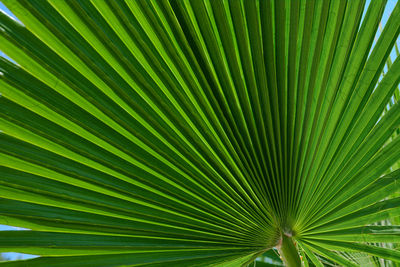 Full frame shot of palm tree