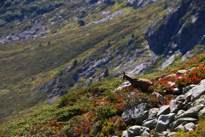 Scenic view of mountain