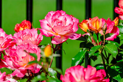 Close-up of pink roses flowers