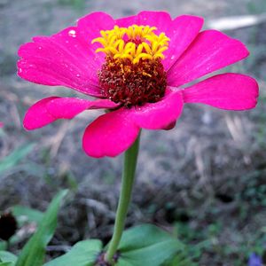 Close-up of fresh pink flower blooming in field