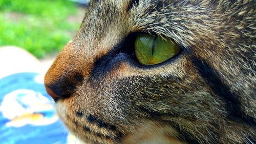 Close-up cropped image of cat looking away