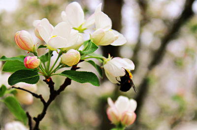 Close-up of bee on tree bloom