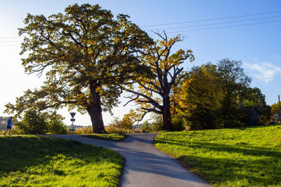 Oak trees in autumn landscape with narrow country road and jogging man in back light