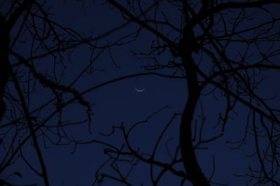 Low angle view of silhouette tree against sky at night