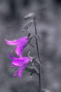 Close-up of purple flowering plant