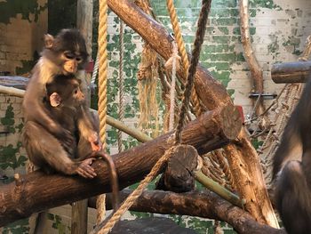 Monkey sitting on tree branch in zoo