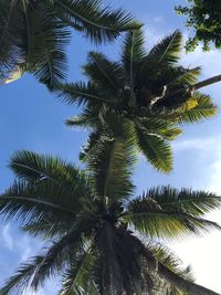 Low angle view of palm tree against sky