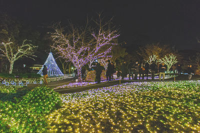 View of trees at night