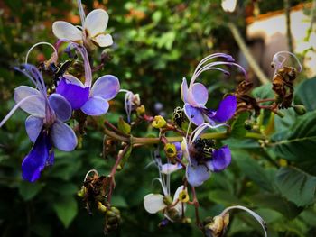 Close-up of purple flowering plants